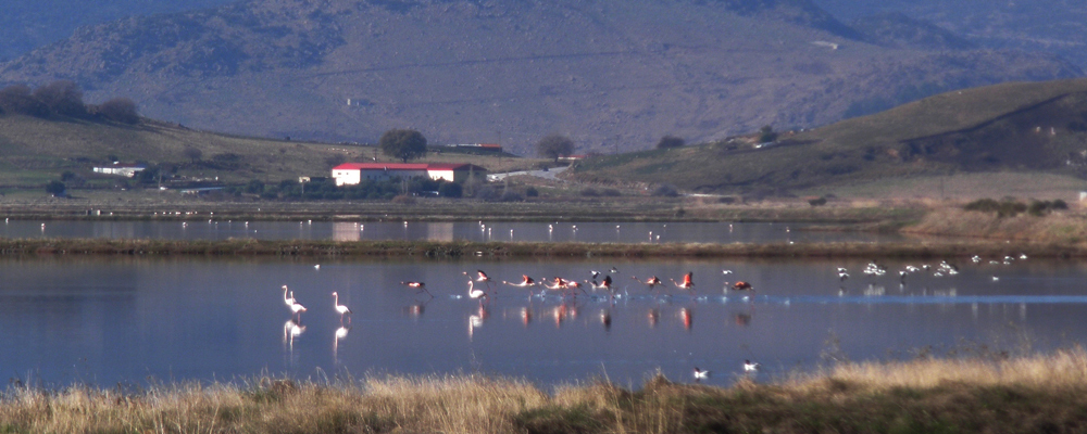 Bird watching at Kalloni