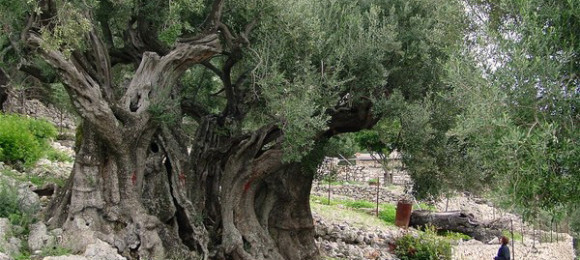 Odysseus’ olive tree - Ithaca